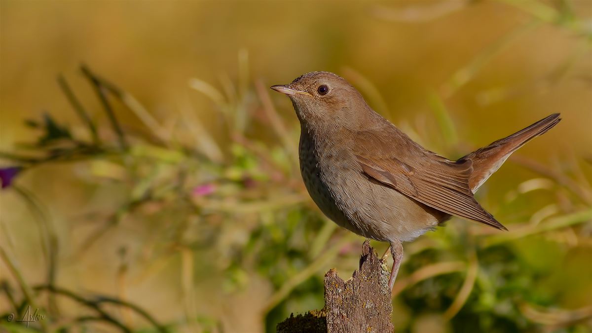 Thrush Nightingale