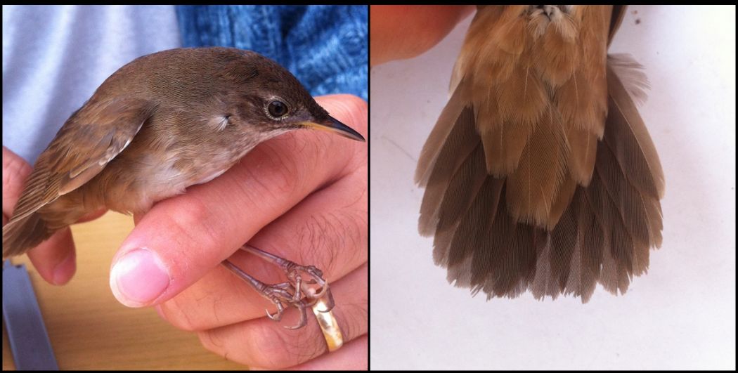River Warbler