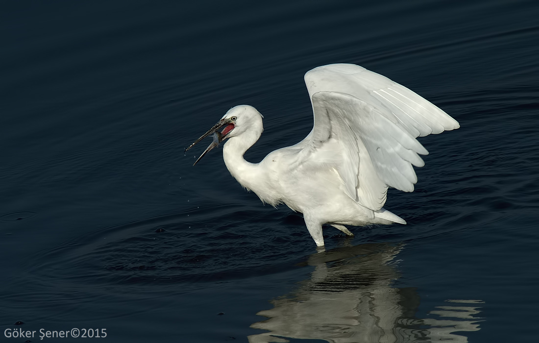 Little Egret