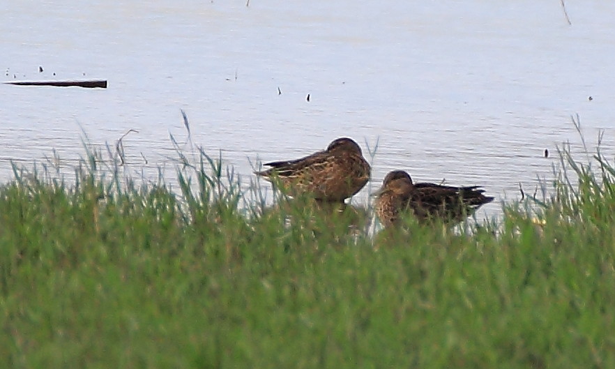 Eurasian Teal