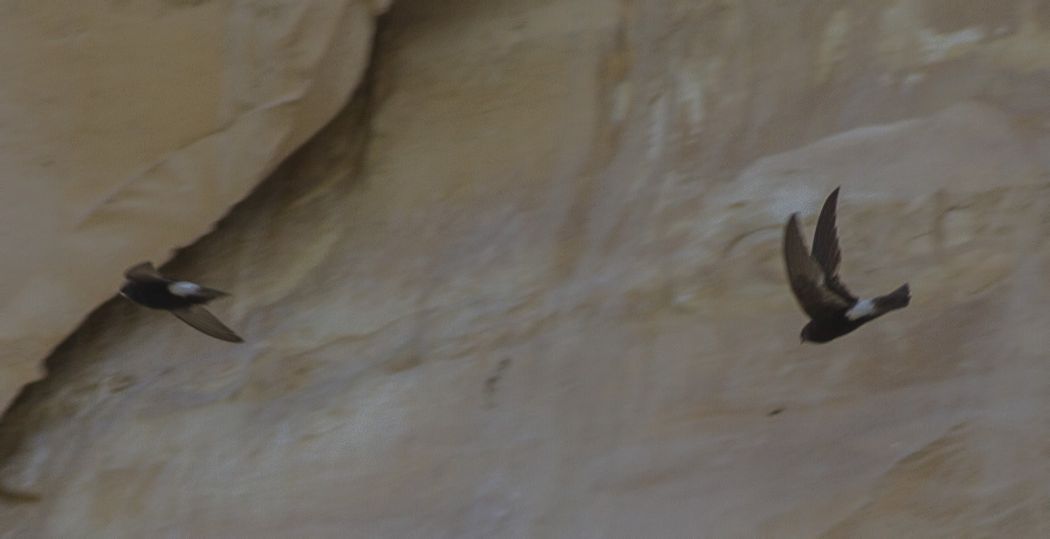 Little Swift