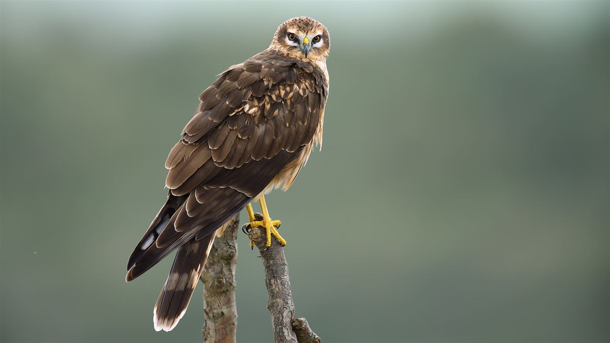 Montagu`s Harrier