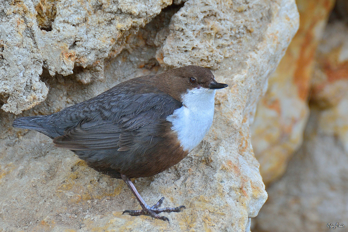 White-throated Dipper