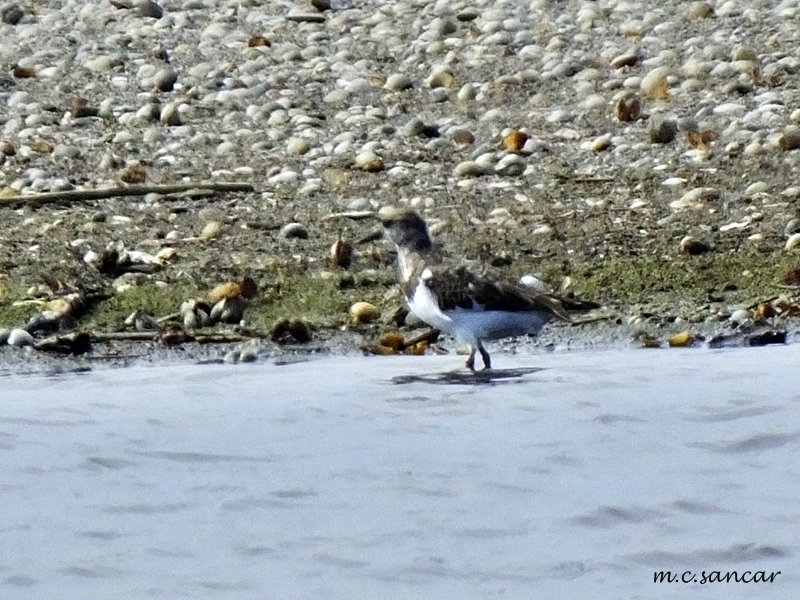 Ruddy Turnstone