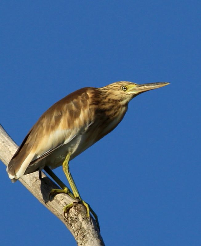 Squacco Heron