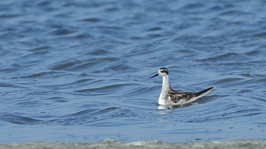 Red-necked Phalarope