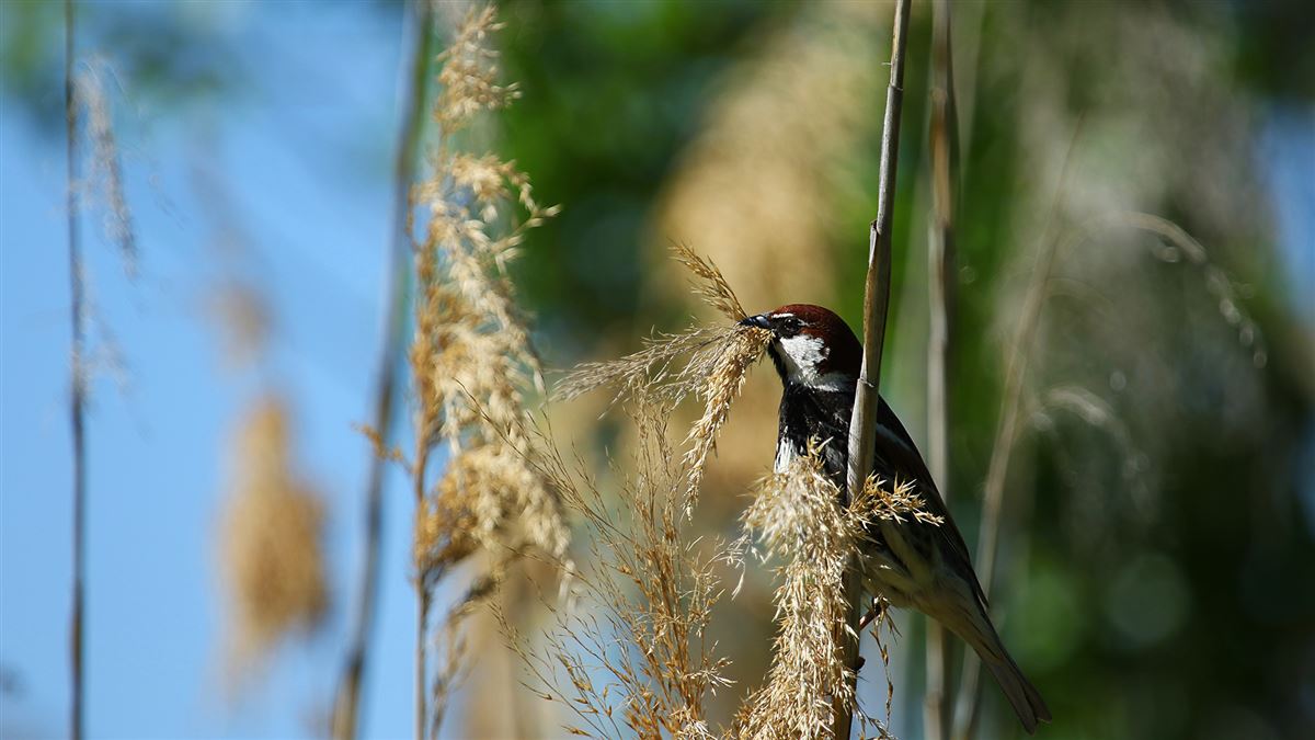 Spanish Sparrow