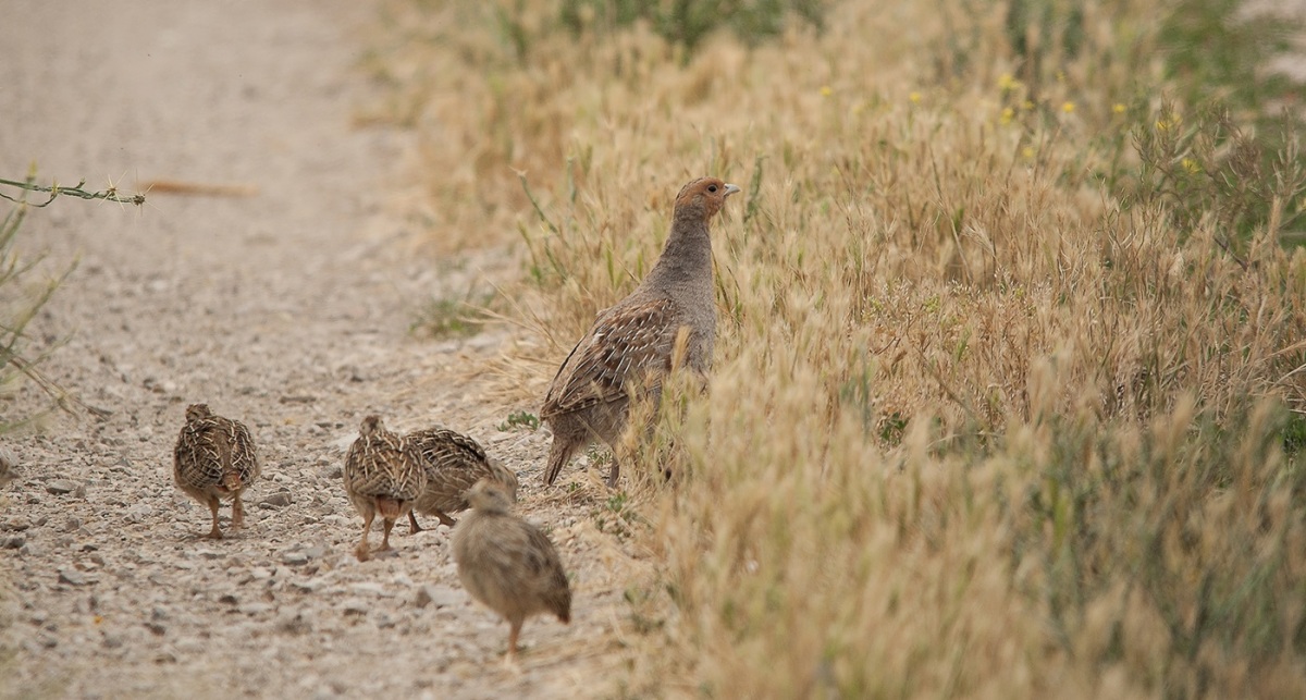 Grey Partridge