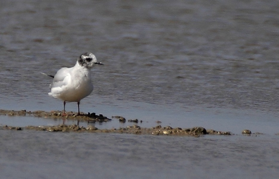 Little Gull