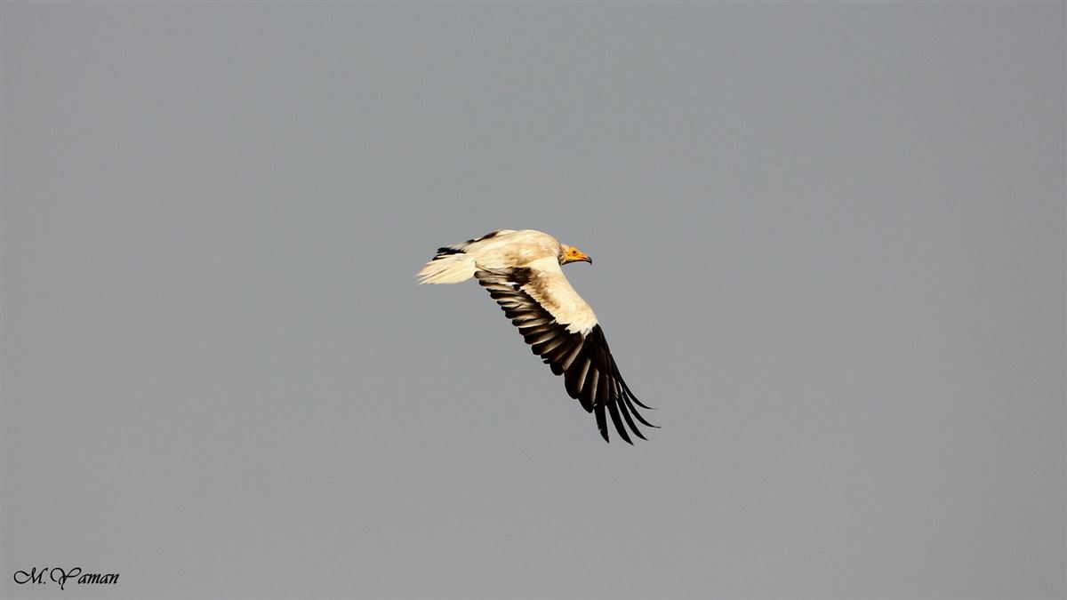 Küçük Akbaba
