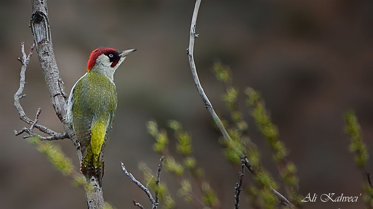 European Green Woodpecker