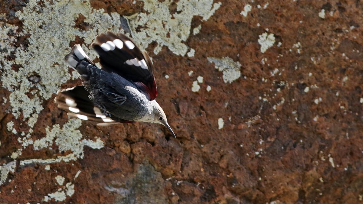 Wallcreeper