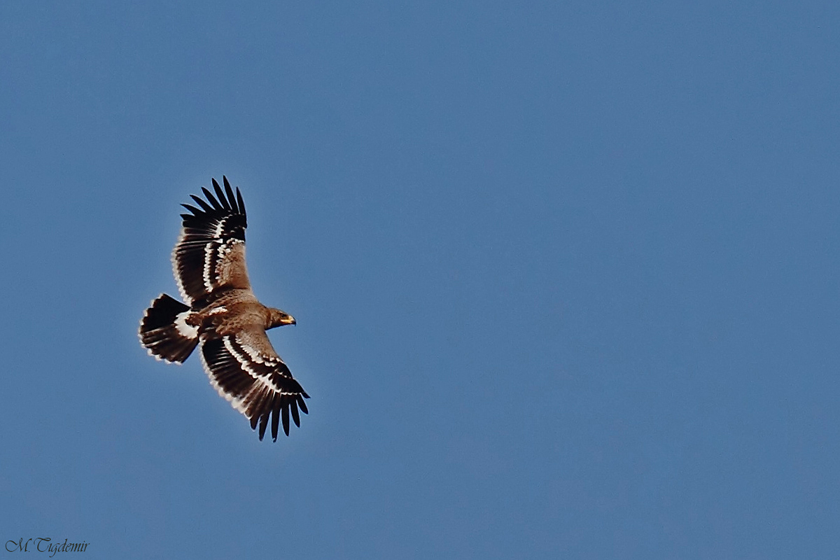 Steppe Eagle