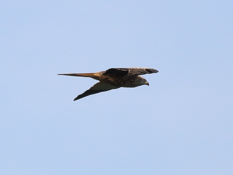 Red Kite