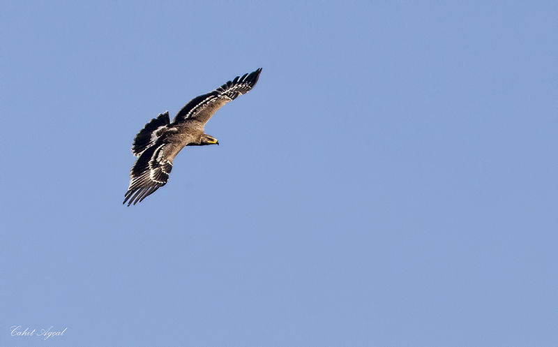 Steppe Eagle