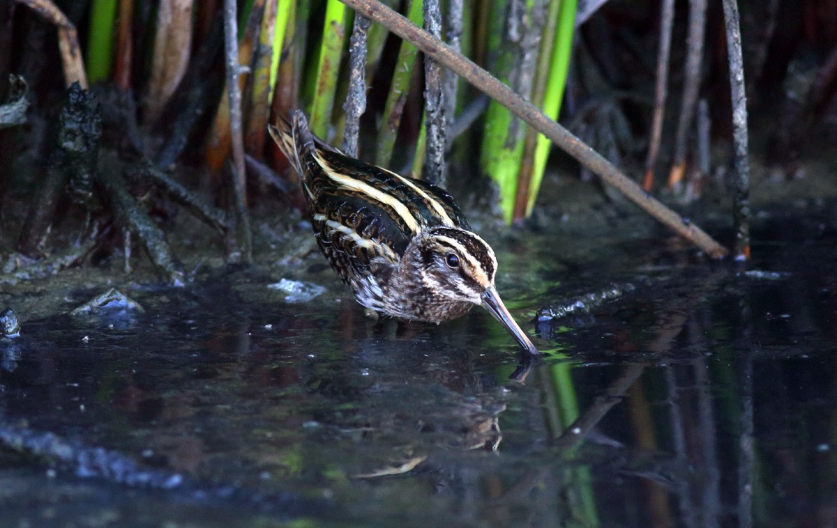 Jack Snipe