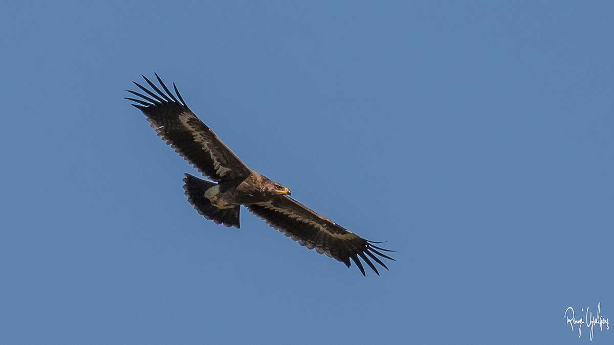Steppe Eagle