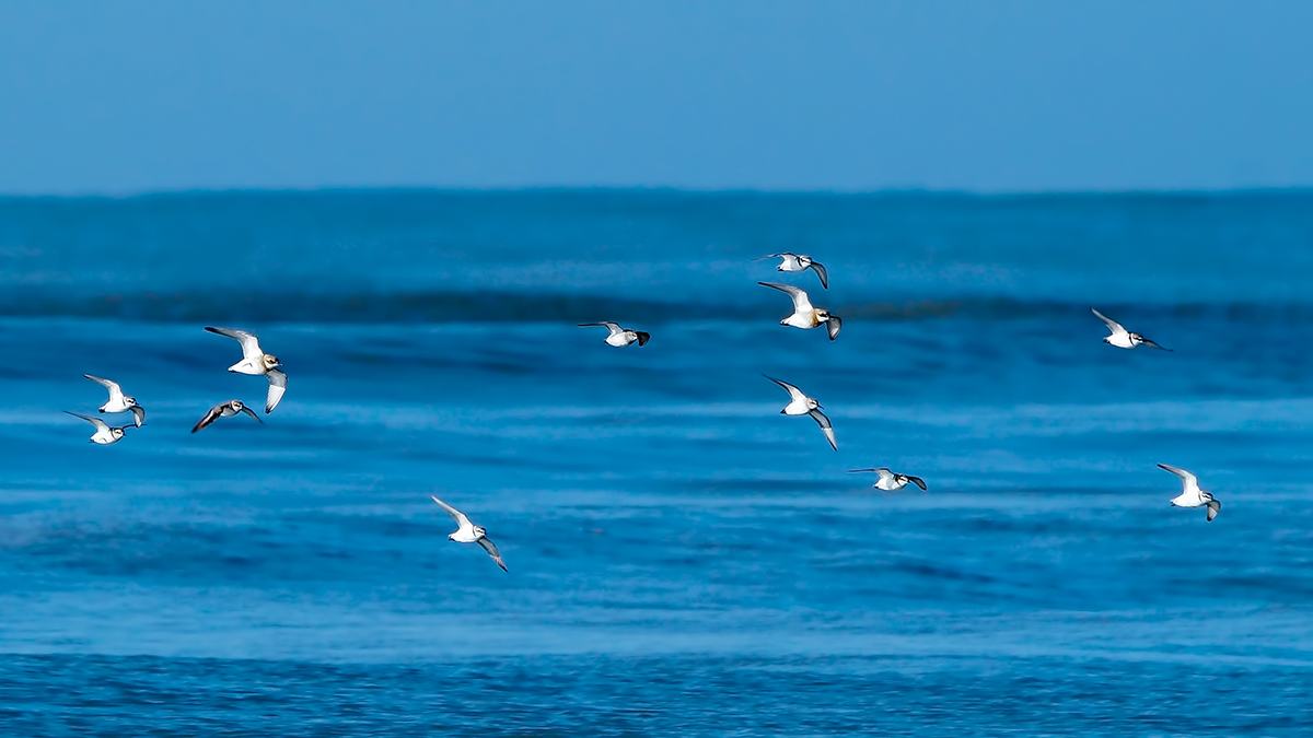 Greater Sand Plover