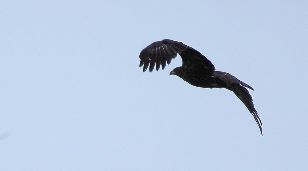 Greater Spotted Eagle