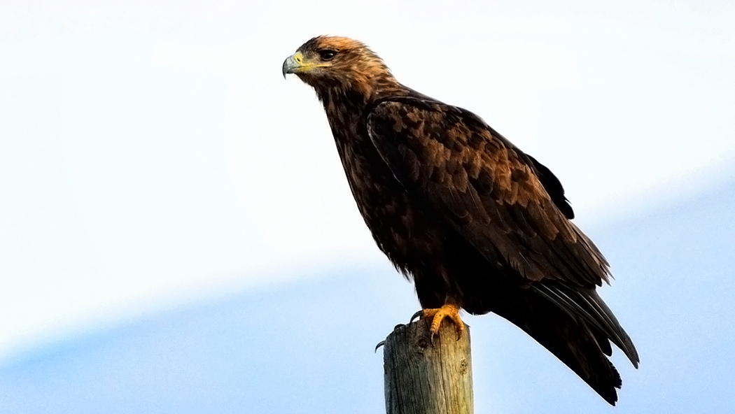 Steppe Eagle