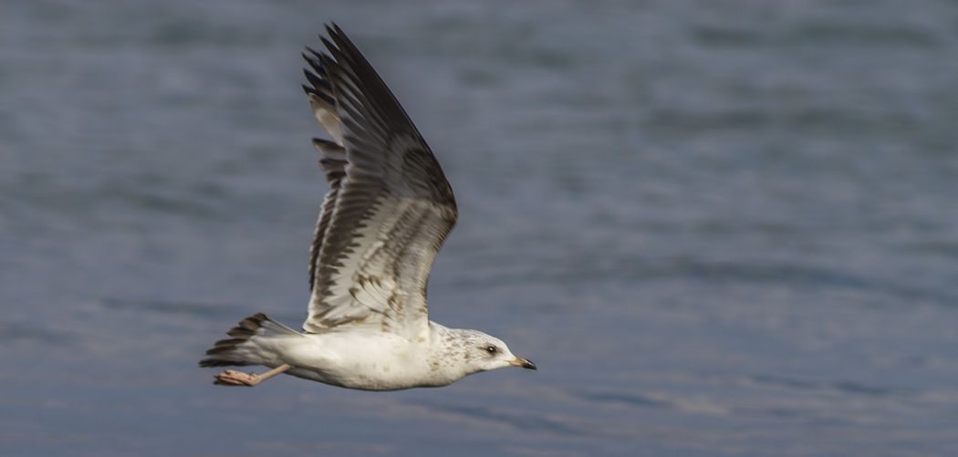 Common Gull