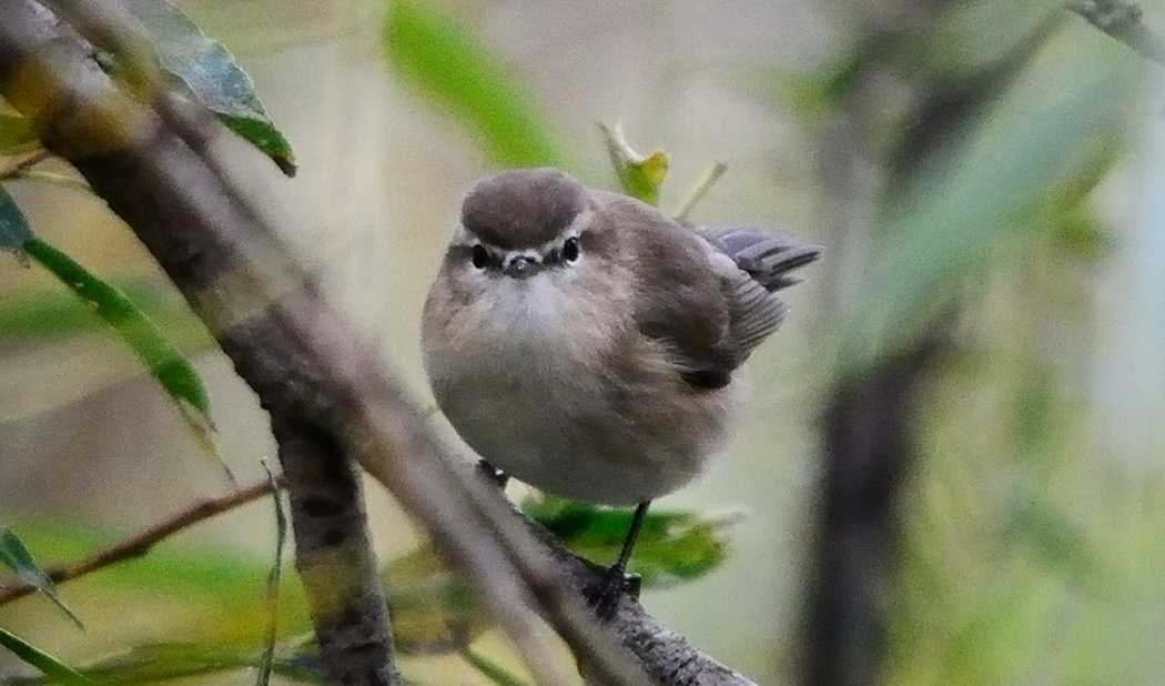 Mountain Chiffchaff