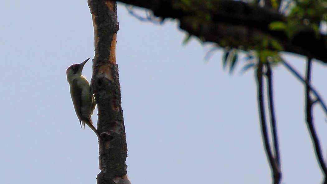 European Green Woodpecker