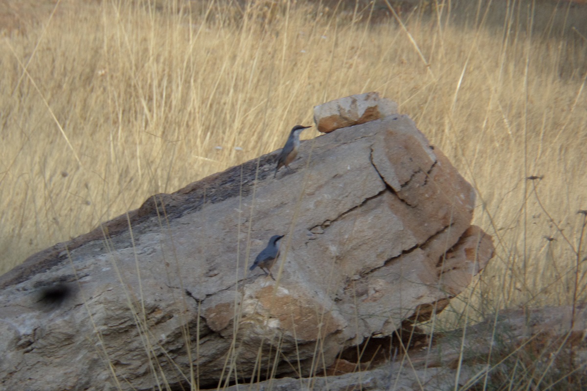 Kaya Sıvacısı