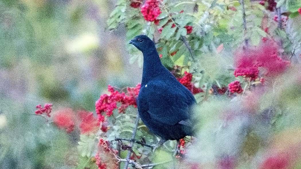 Caucasian Grouse