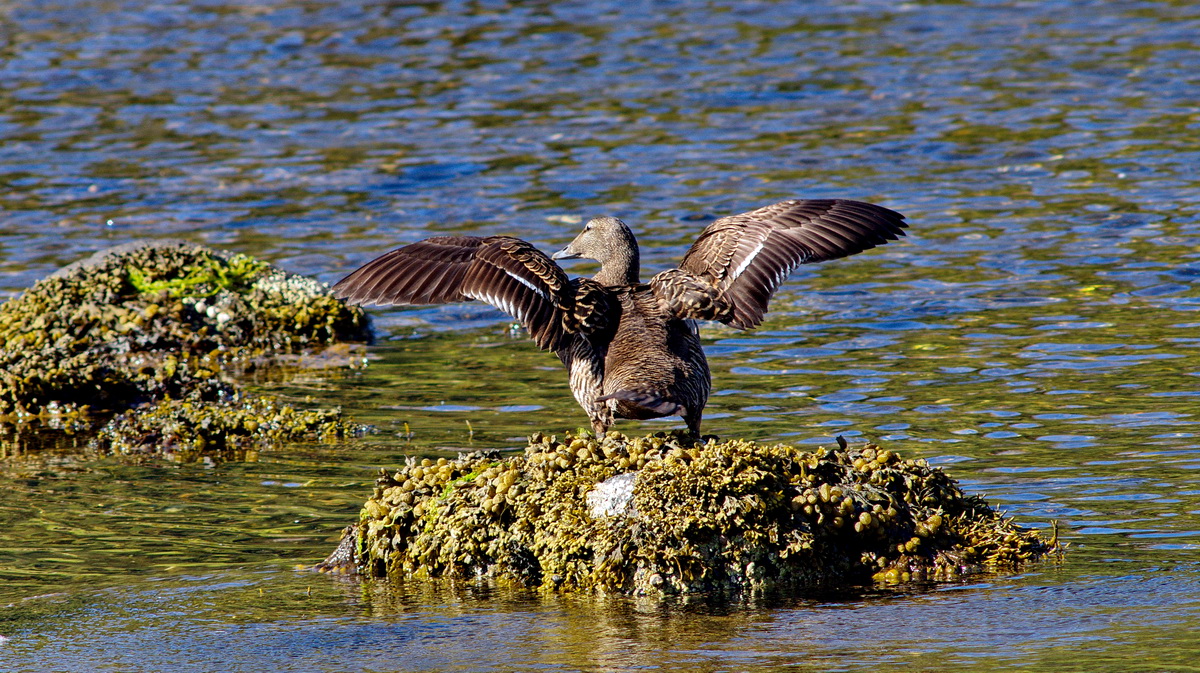 Common Eider