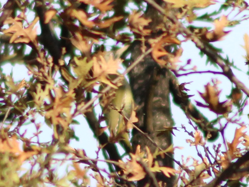 European Green Woodpecker
