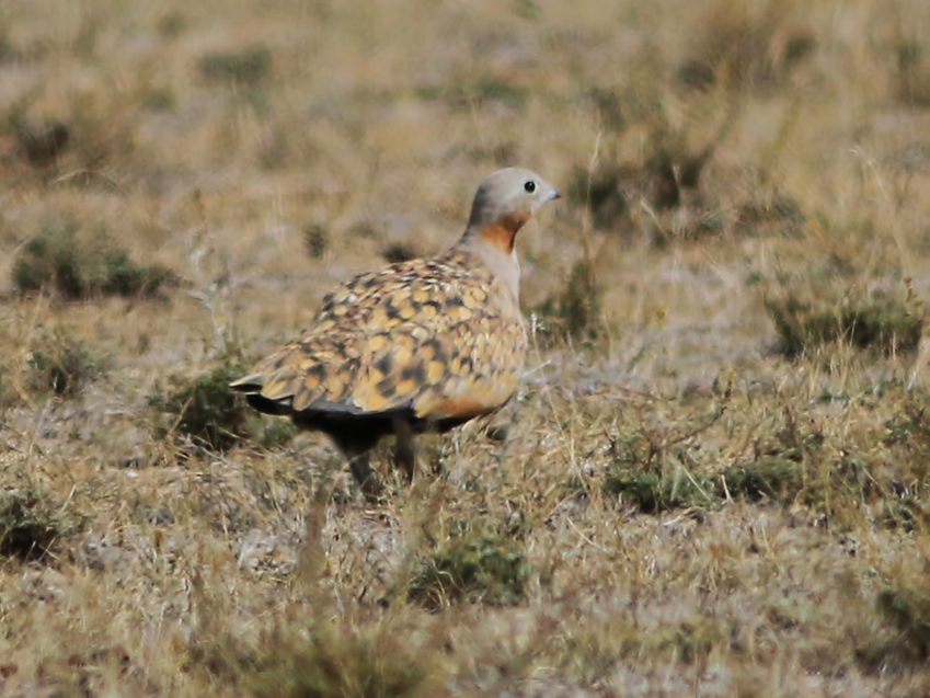 Black-bellied Sandgrouse