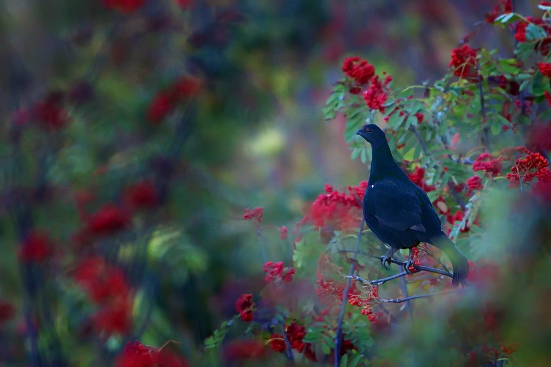 Caucasian Grouse