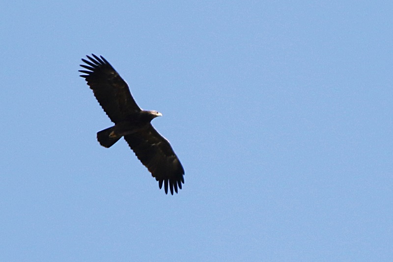 Greater Spotted Eagle