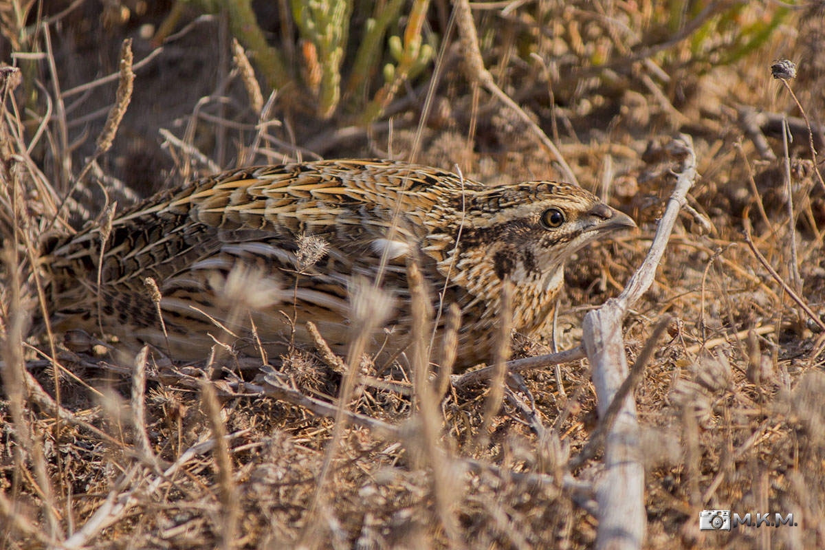 Common Quail