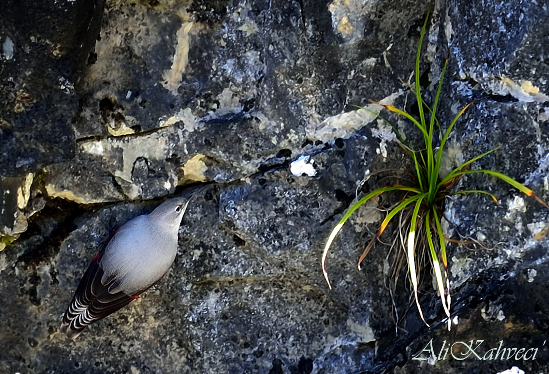 Wallcreeper