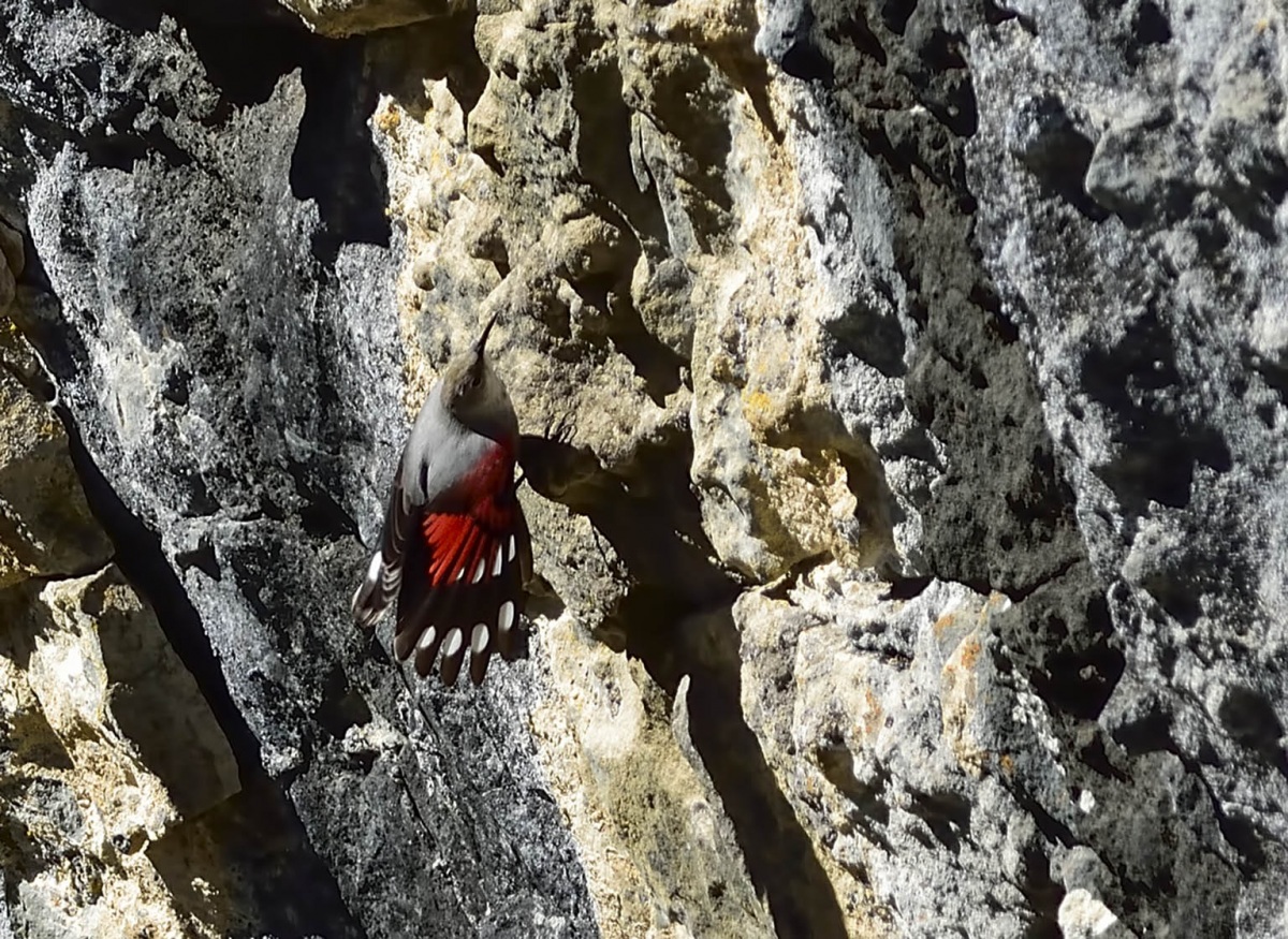 Wallcreeper