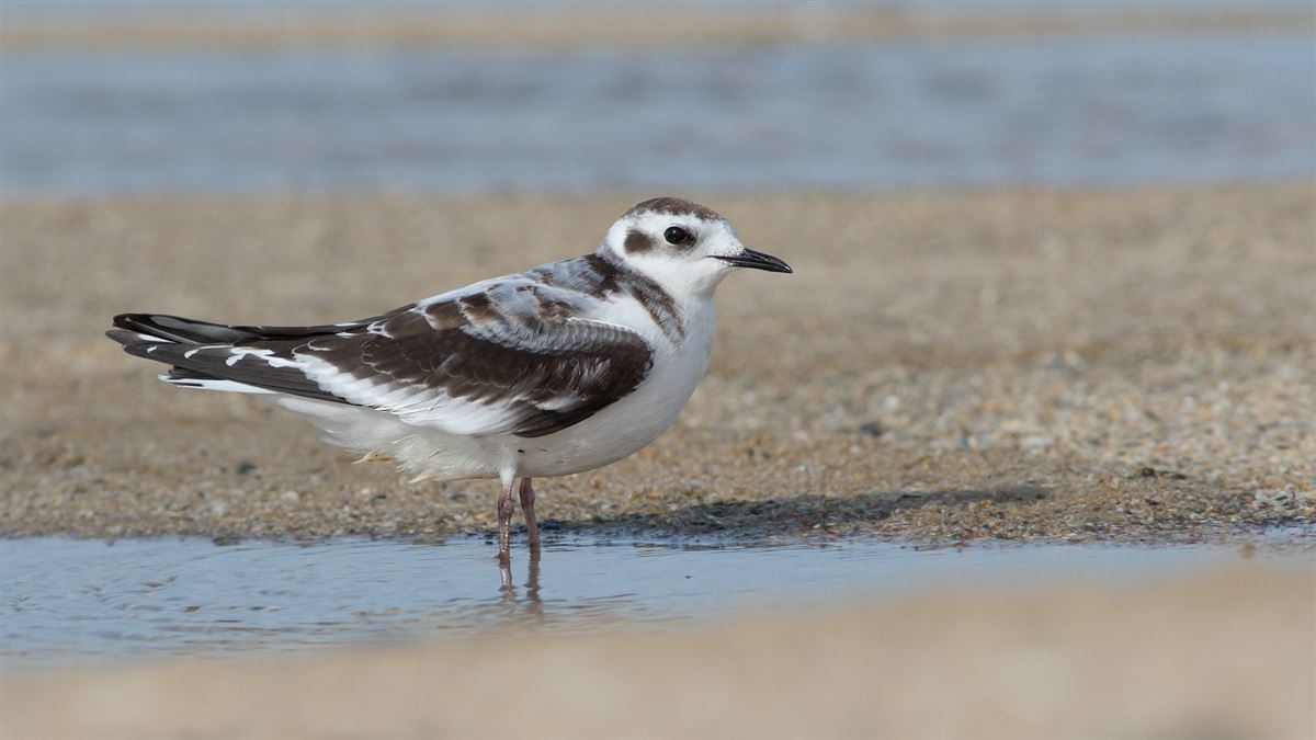 Little Gull