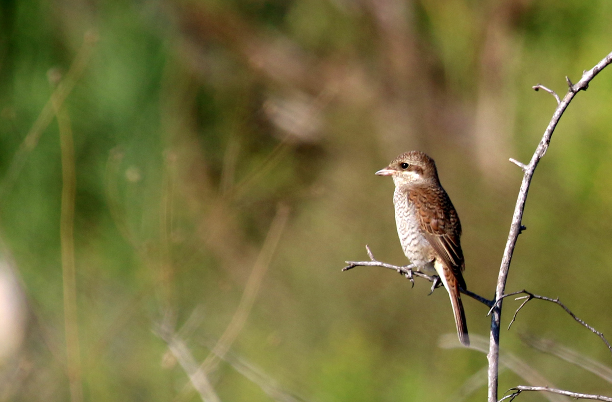 Red-backed Shrike