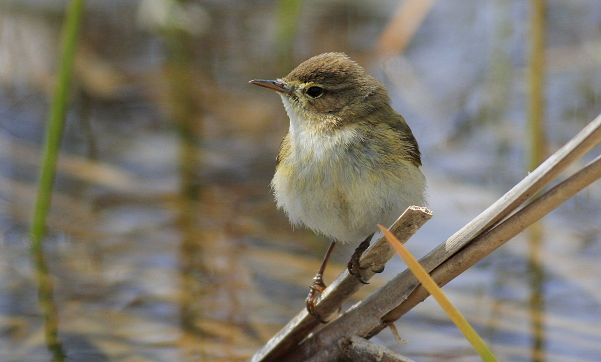 Common Chiffchaff