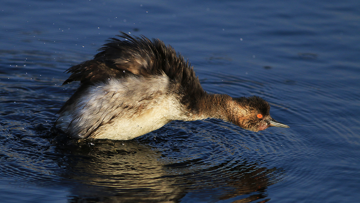 Black-necked Grebe
