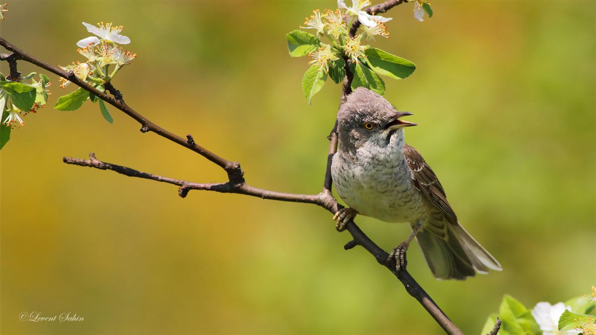 Barred Warbler