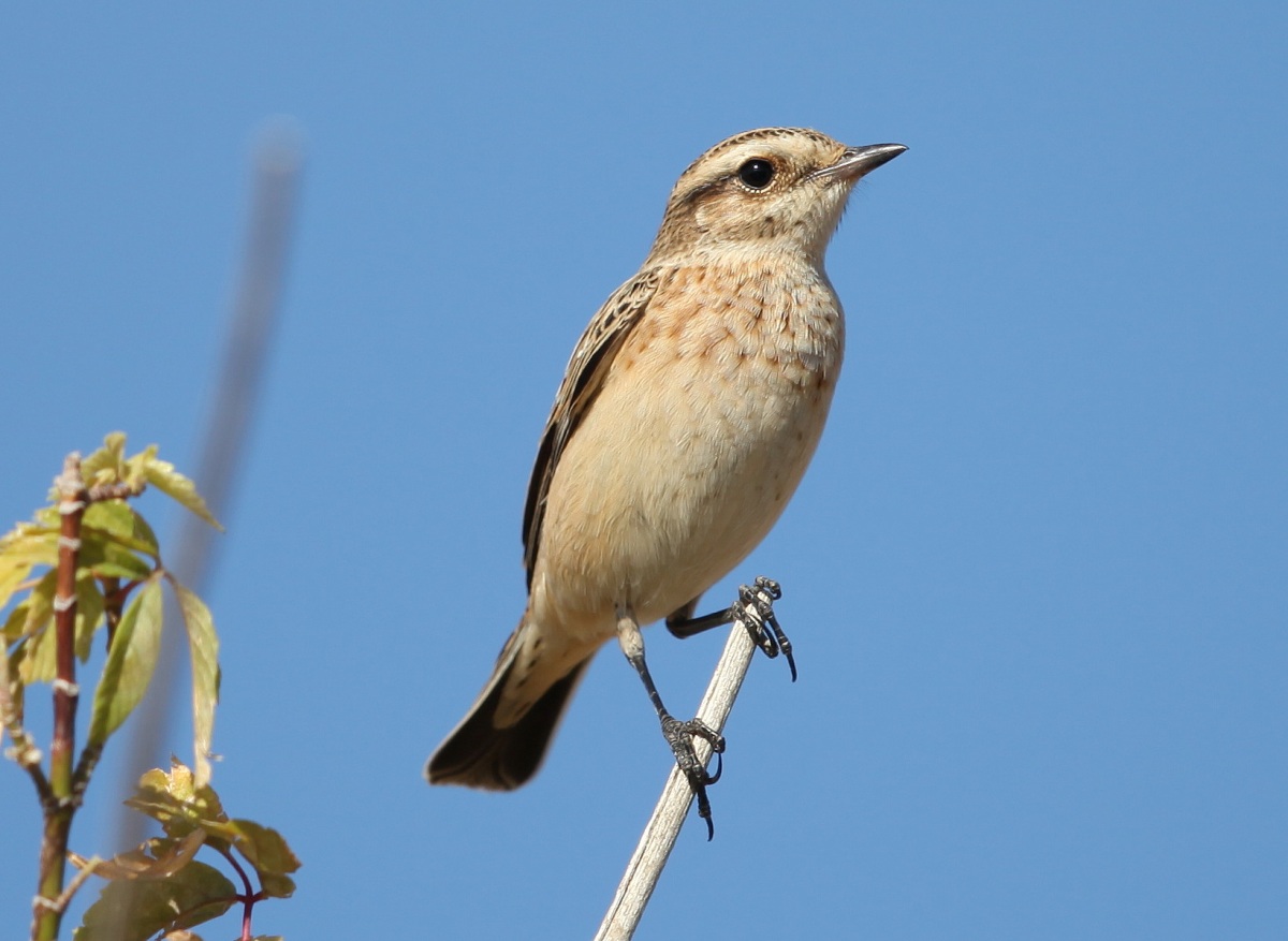 Whinchat