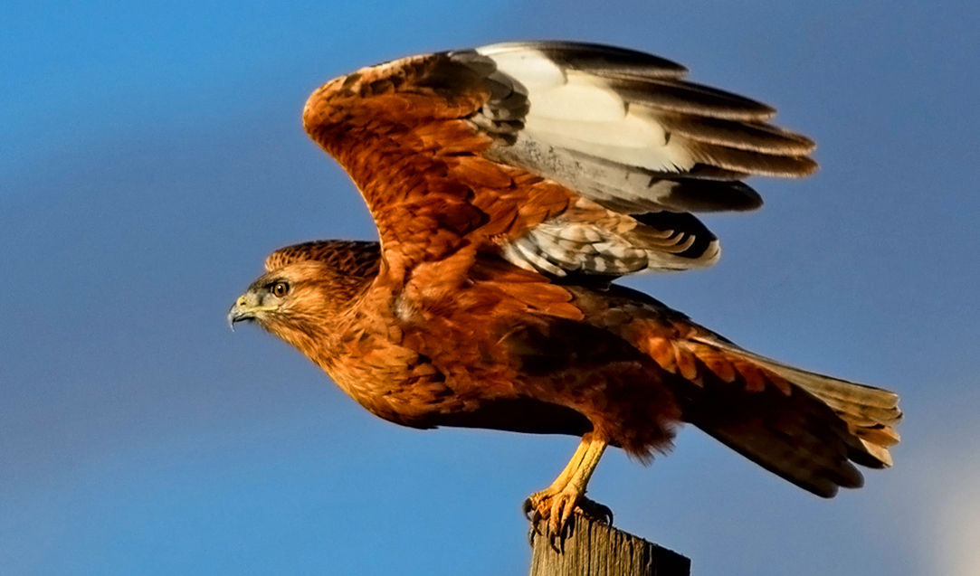 Long-legged Buzzard