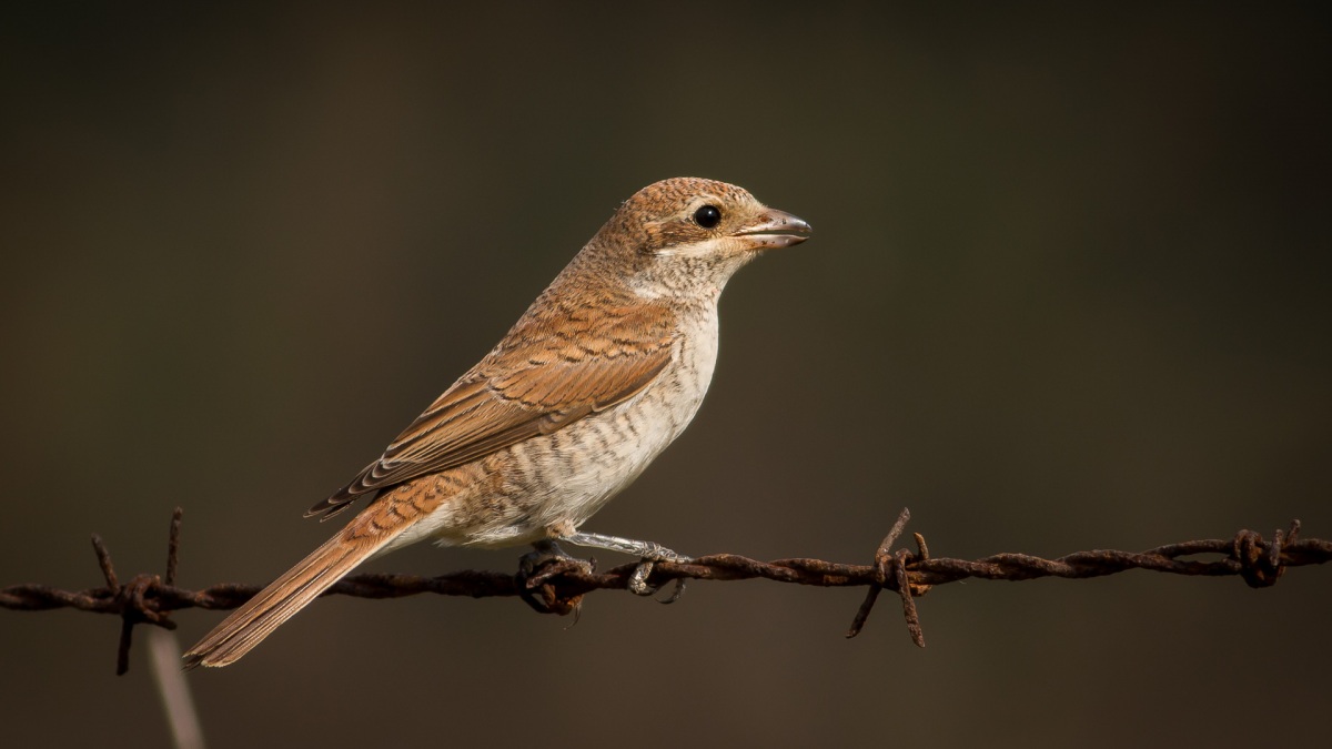 Red-backed Shrike