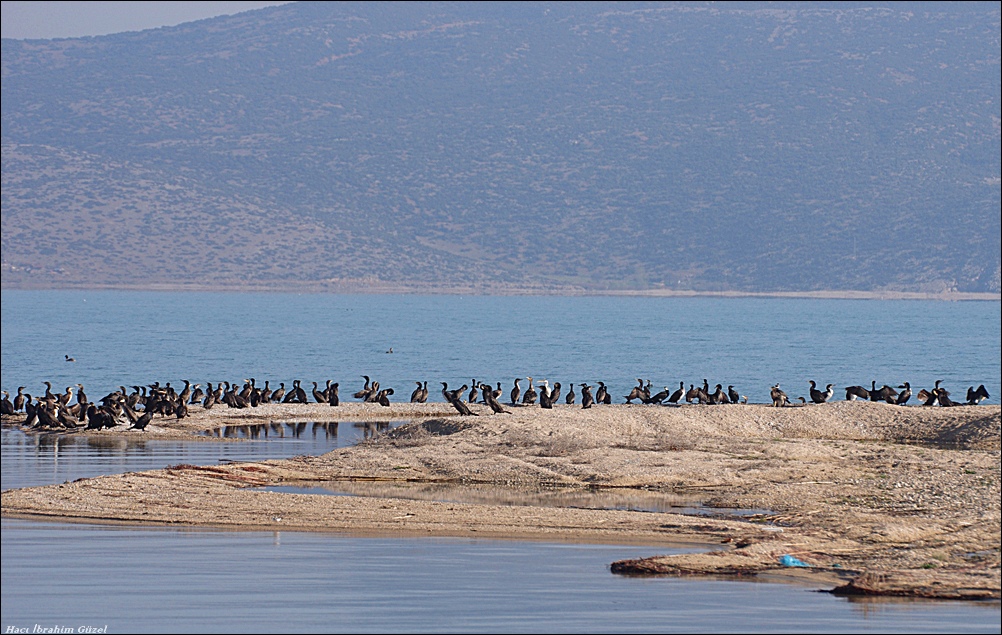 Great Cormorant