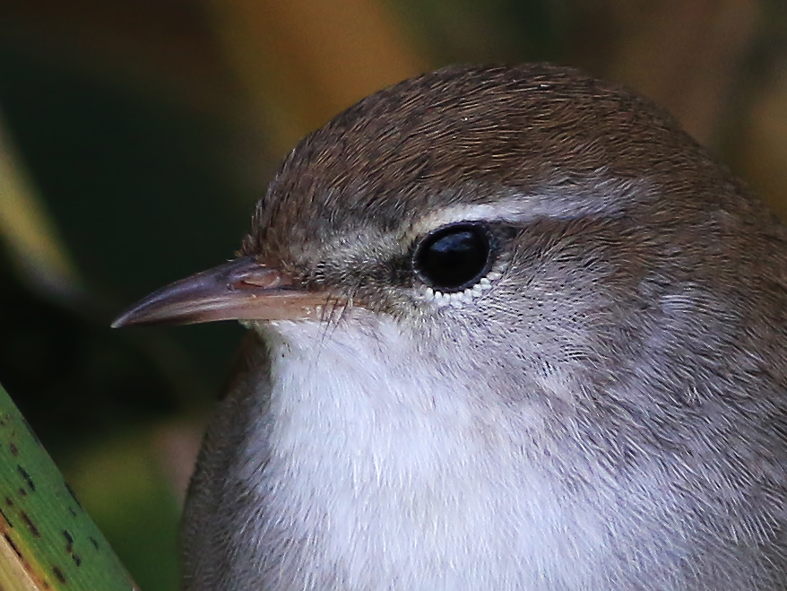 Cetti`s Warbler