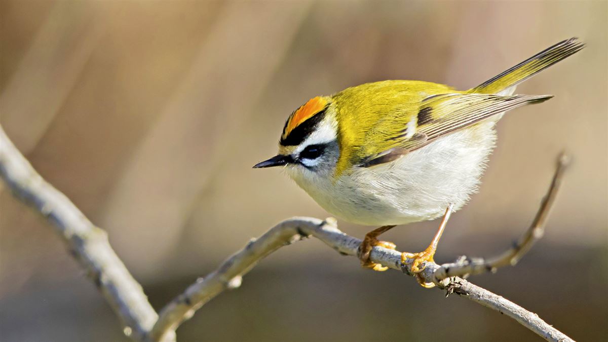 Common Firecrest