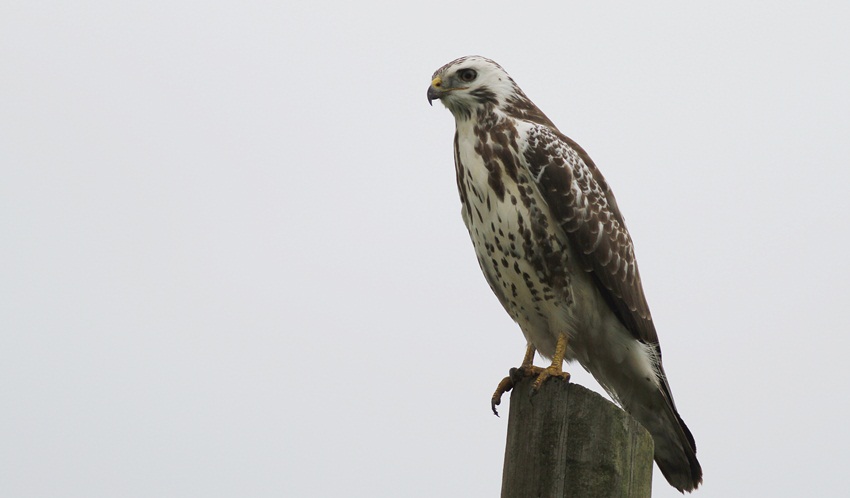 Common Buzzard