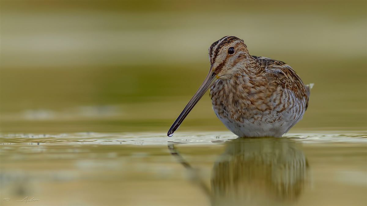 Common Snipe